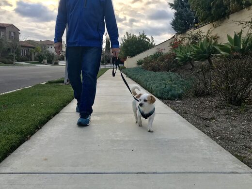 A man walking a small white dog on a leash along a suburban sidewalk