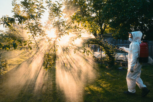 A technician in a white protective suit and mask spraying a backyard tree from a backpack sprayer at sunrise
